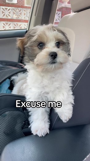 Attention-Seeking Shichon Puppy | Cute Dog Video Compilation