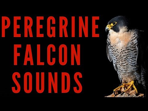 PEREGRINE FALCON SOUNDS - Peregrine Falcon Calls | maktub_ytv