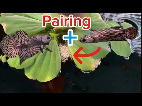 Wild betta breeding guide | Nguyen Tuan Betta #wildbetta #betta