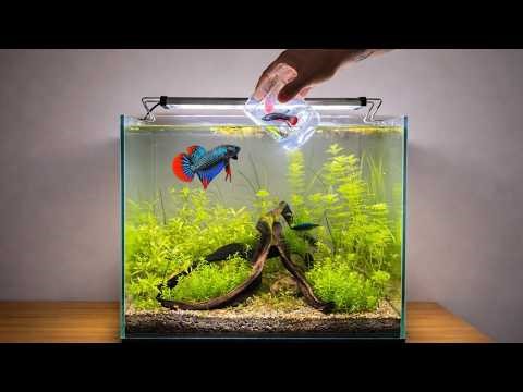Betta Fish Courtship Dance | Betta Fish Mating Behavior