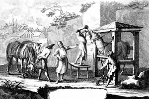 Equine NSAIDs and Analgesics – Large Animal Surgery – Supplemental Notes