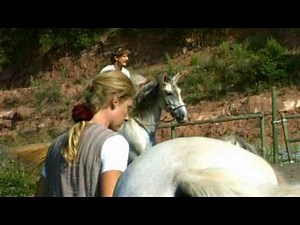 Gorgeous Breeding Stallion at Ease