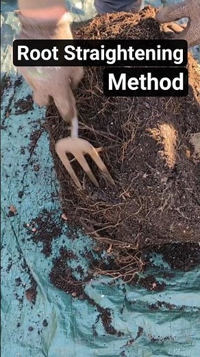 How to Fix a Root Bound Tree #gardening #planting #gardeningtips #containergardening #rootbound