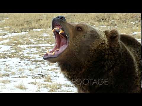 A Grizzly Bear Growling And Snarling