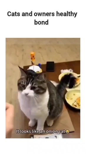 memelogist on Instagram: "The instagram reel compilation video of cats in playful owner interactions, like wearing fruit hats or cheek-pinching, captioned "Cats and owners healthy bond" to highlight affectionate bonds, but clips show mixed cat reactions including wide-eyed stares suggesting unease. Replies overwhelmingly criticize the content as abusive or humiliating, with users calling for better treatment and rejecting it as entertainment, reflecting broader online debates on anthropomorphizi