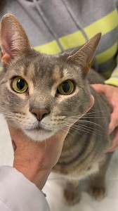 82K views · 3.9K reactions | Comet is a 2-year-old male cat that looks like he has typewriter eyes! This is a condition called nystagmus and it indicates that the vestibular nerve is inflamed. It is important to seek medical attention as these cats are really dizzy and need care. Comet is being treated for an inner ear infection and should be feeling better soon! #TheConsciousVet #vetmed #Animality #cats #nystagmus | Dr. Melissa Magnuson, The Conscious Vet | Facebook