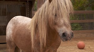 This video gives you a more in depth look at the work we do and the lives we transform. | Ranch Hands Rescue