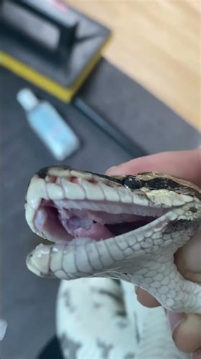 This is the jaw of a royal python 👌
