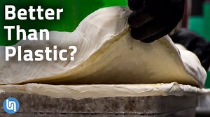 Is Mycelium Fungus the Plastic of the Future?