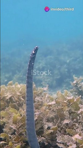 Sea Snakes: Ocean's Unique Reptiles!