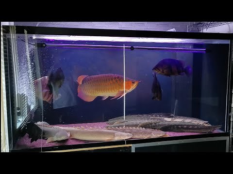リビングに巨大水槽！アベレージ約70cmの巨大ポリプテルス絨毯と龍魚&虎魚がいる日常を過ごされているマニアさん宅に潜入！