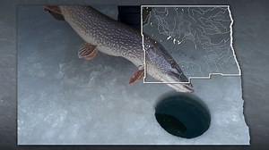 Today's webcast is the third in our 2023-24 ice fishing preview series. In it, find out how ice fishing prospects are shaping up in the Northeastern Fisheries District with district supervisor Bryan Sea. | North Dakota Game and Fish Department