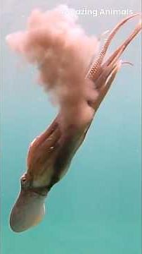 Secrets of the Octopus 3 Hearts, 8 Arms, and Incredible Powers!