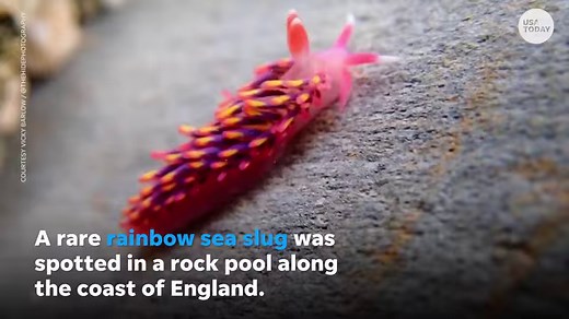 Who said slugs had to be gross? This rare and colorful rainbow sea slug was discovered in a rock pool along the coast of England. | USA TODAY Video