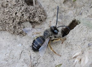 How To Get Rid Of Ground Nesting Bees: 5 Easy Ways