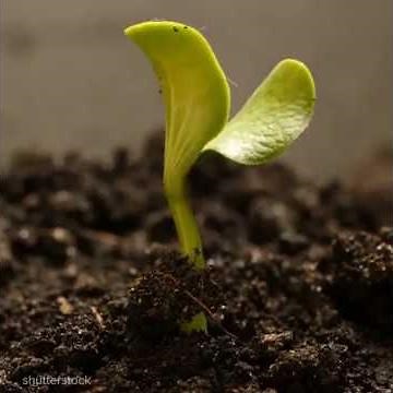 مراحل نمو النبتة