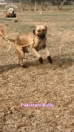 Pakistani bully dog #bullydogspakistan #strongdogs #viralvideo #doglover #pakistanibully #doglover