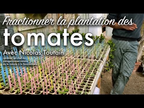 La collection de tomates du château de la Bourdaisière et le fractionnement dans nos jardins.