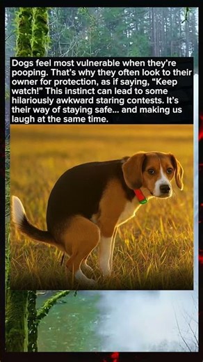 Why Dogs Stare at You While Pooping