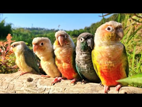 Beautiful Parrot Bird : The sounds of birds and nature make my bird relax.Parrot Bird,Conure bird