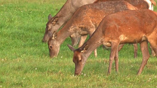 THE RED DEER MATING