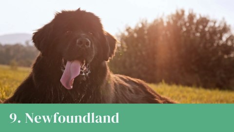 Discover the World’s Largest Dog Breeds