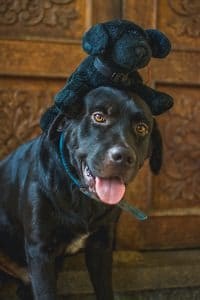 Labrador Lifespan: Life Expectancy And How To Prolong It