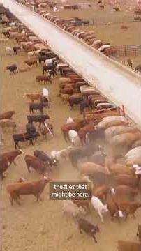 US screwworm case not a crisis as long as we contain it, expert says