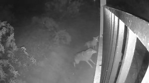 Camera captures moments before coyotes attack dog in Ahwatukee