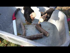 handy way to propagate yucca plants