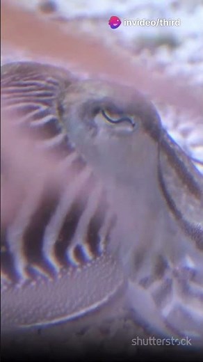 Cuttlefish: The Secret Behind Sepia Ink!