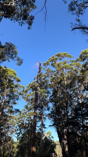 ### Top Notch Tree Surgeons Pty Ltd Our skilled team handles the tallest trees with precision and care. From removal to pruning and stump grinding, no job is too big! We prioritize safety, efficiency, and customer satisfaction. Specialising#arborists in trees up to 50 meters tall, we ensure your landscape stays safe and beautiful. Contact us at 0460 967 845 for expert arboriculture services! #Arborist #TreeCare #TreeSurgery #TreeLopping #StumpGrinding #TopNotchTreeSurgeons #TallTreeExperts #Manj