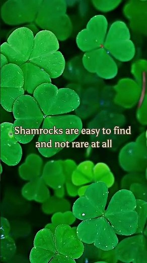 Shamrock vs. 4-Leaf Clover – What’s the difference?