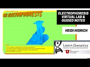 Electrophoresis Virtual Lab & Guided Notes