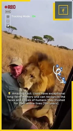 Wild Lion Charges at Tourist... Then THIS Happens! 🦁😱