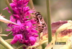 Coevolution of insects and flowers explained | Britannica