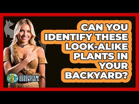 Can You Identify These Look-alike Plants In Your Backyard? - Ecosystem Essentials