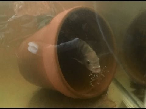 How to set up a Tilapia Breeding Colony and Babies (Fry)