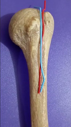 Bicipital groove of humerus Superior extremity #bicipitalgroove