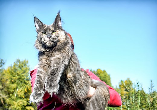 Maine Coon Cat Size: Info, Pictures & Height Comparison Chart (Vet-Verified) - Catster