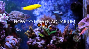9 Ways To Lower Aquarium pH   Symptoms & Causes