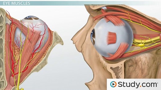Muscles of the Head & Neck | Anatomy, Motion & Support