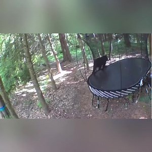 Witness how a Springfree Trampoline handles bears in action and survives their playful activities. | Springfree Trampoline