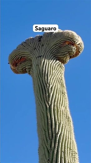 Saguaro National Park Travel Guide 🌵