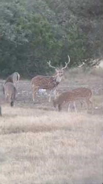 The Roar of an Axis Deer! 😱 The Most Intense Sound Ever. @justindevillier #axisaddict #axisdeer