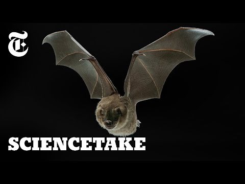 Secrets of the Bat Wing | ScienceTake