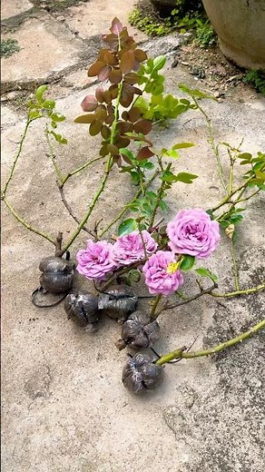Before & Bloom: from a rooted cutting to a purple rosebud 🌱➡️🌹