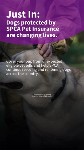 DOG OWNERS, THIS ONE'S FOR YOU! Simple, flexible cover made for Kiwi pet parents. With SPCA Pet Insurance you can choose from 3 levels of pet insurance for your dog and protect them from the unexpected. Get SPCA Pet Insurance! | SPCA Pet Insurance