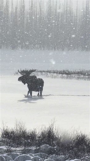 What a majestic beauty!! This dude was huge! #moose #bullwinkle #colorado #nature #mooseontheloose