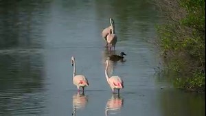 In summer, more than 50,000 pink flamingos populate the Camargue, a territory of marshes and ponds in the South of France 🦩 This large wader lives and moves in groups. A colony of flamingos is called "a flamboyance". The name also refers to its flaming-colored wings. Have you ever spotted pink flamingos? 🤔 | Visit South of France